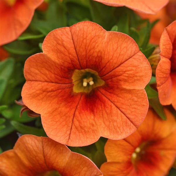 PLANT NAME Bloom