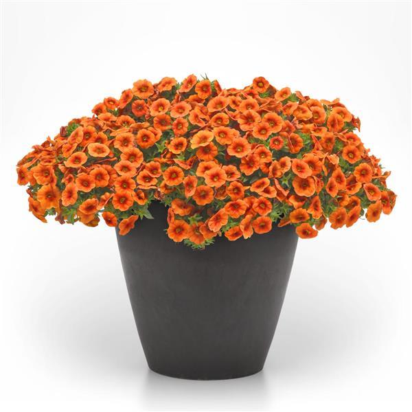 PLANT NAME Container