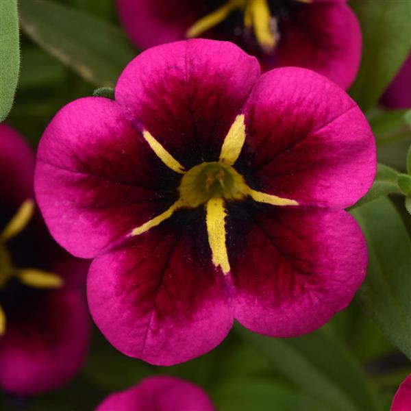PLANT NAME Bloom