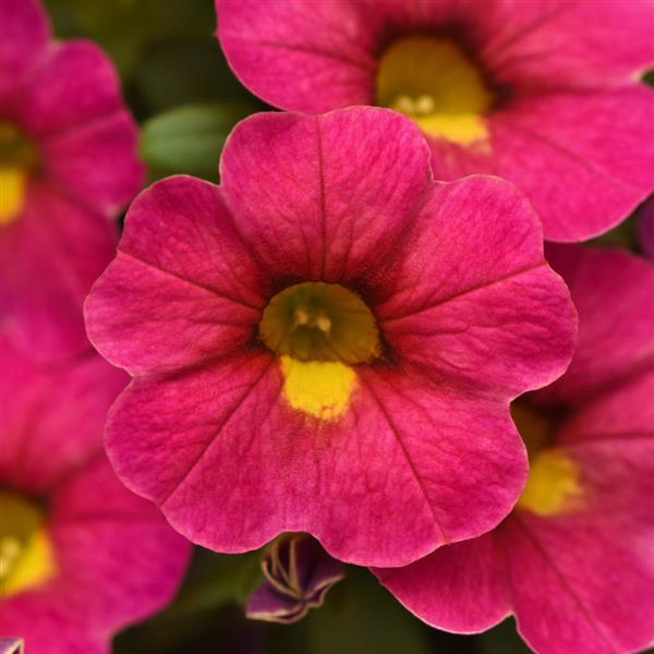 PLANT NAME Bloom
