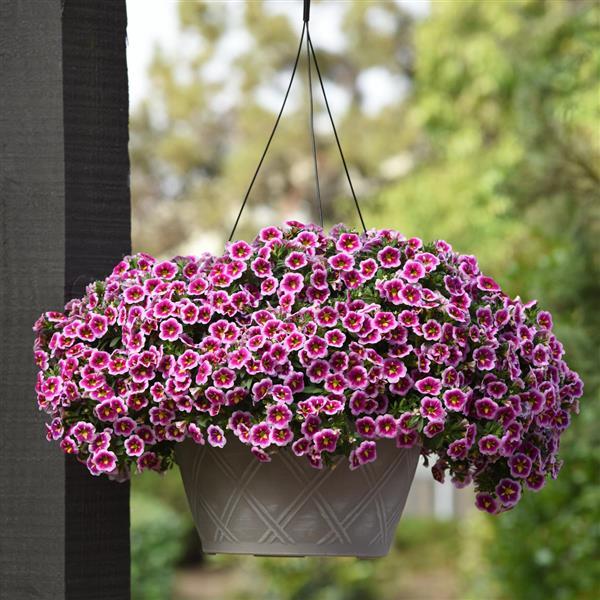 PLANT NAME Basket