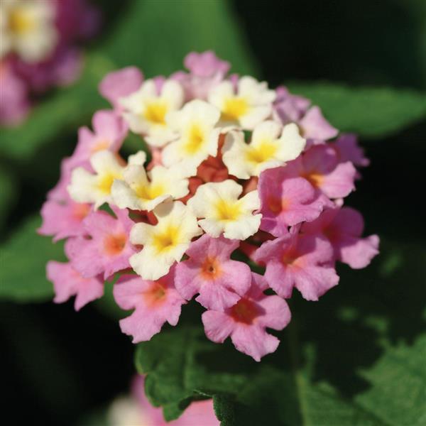 PLANT NAME Bloom