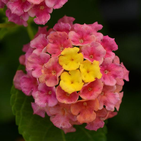 PLANT NAME Bloom