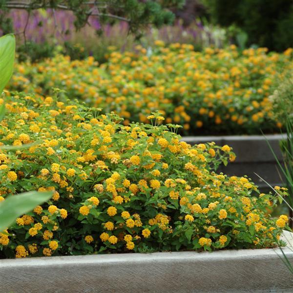 PLANT NAME Landscape