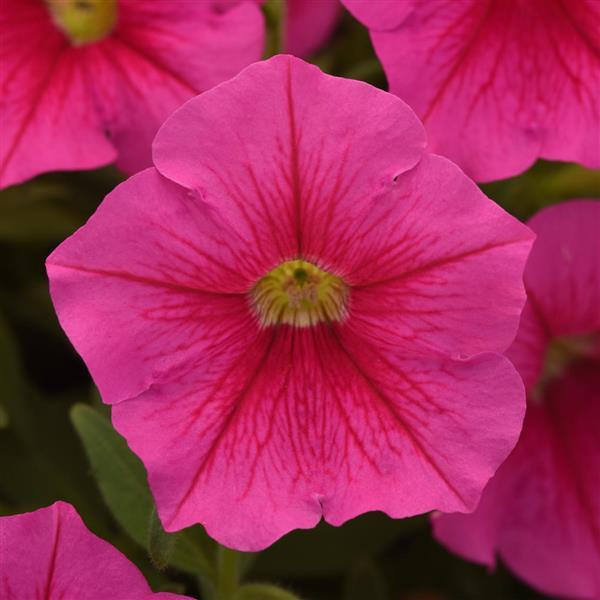 PLANT NAME Bloom