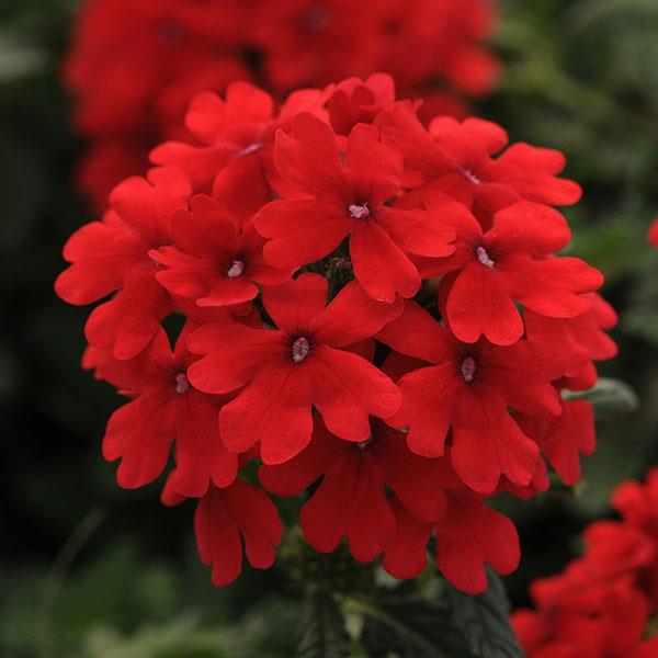 PLANT NAME Bloom