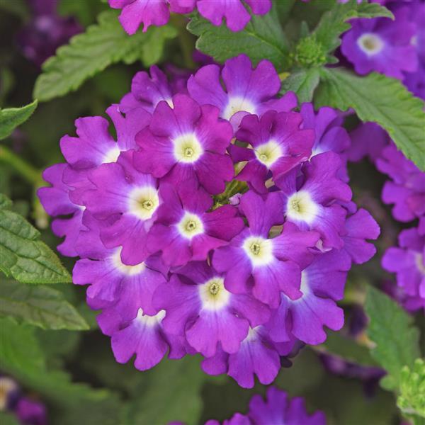 PLANT NAME Bloom
