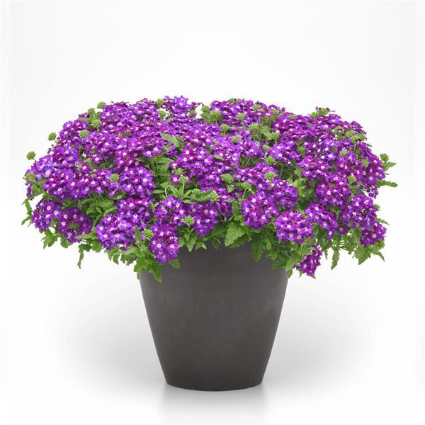 PLANT NAME Container