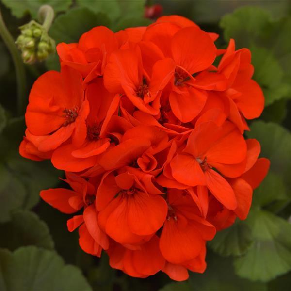 PLANT NAME Bloom