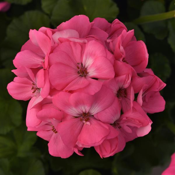 PLANT NAME Bloom