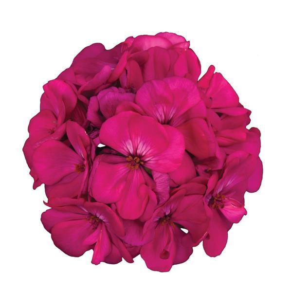 PLANT NAME Bloom