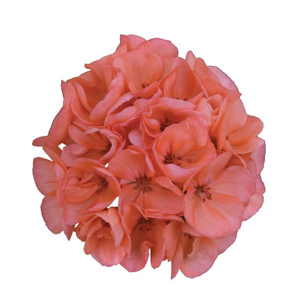 PLANT NAME Bloom