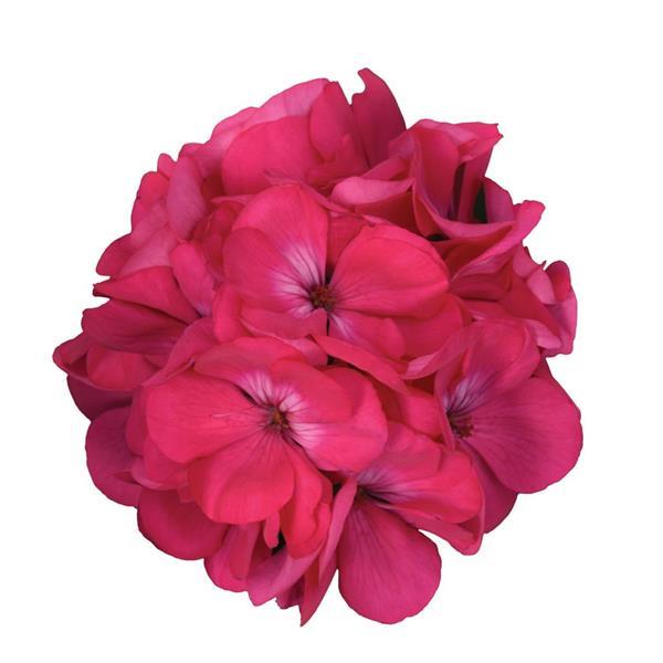 PLANT NAME Bloom