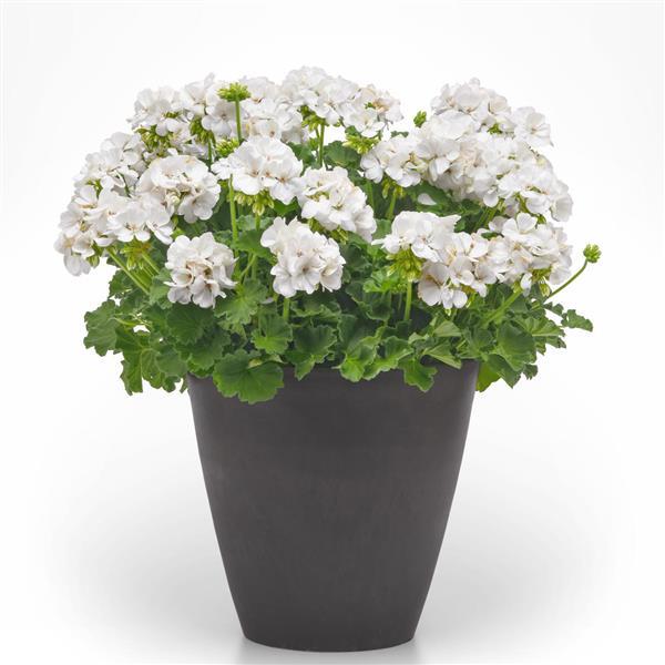PLANT NAME Container