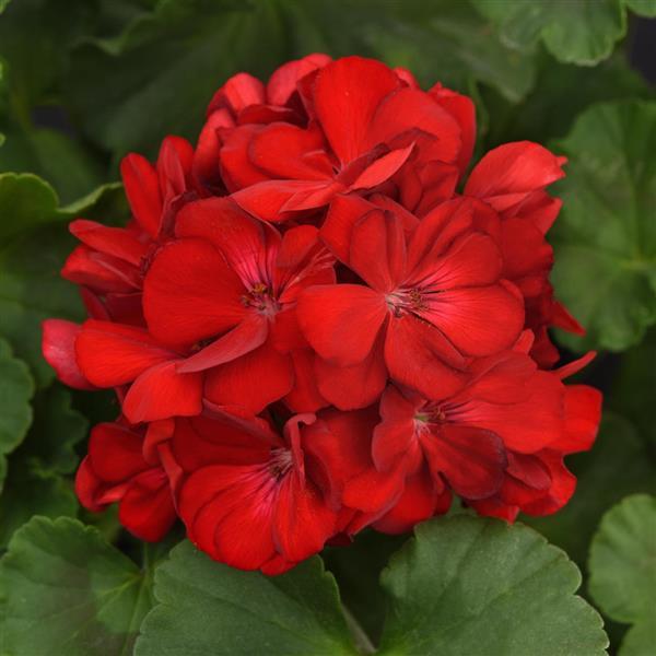 PLANT NAME Bloom
