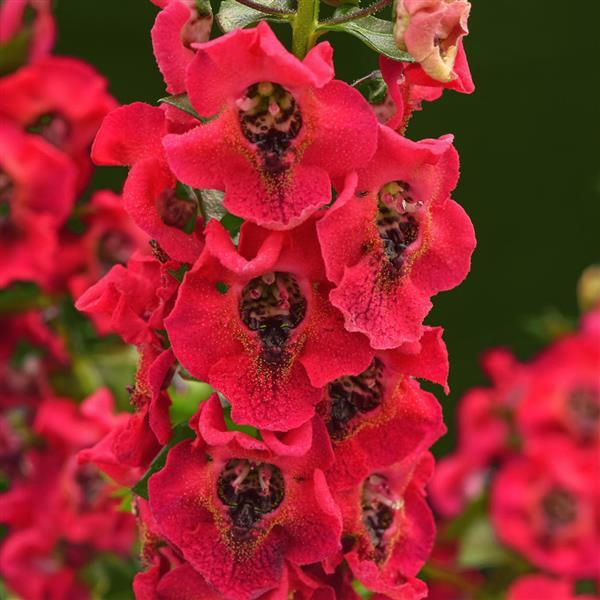 PLANT NAME Bloom