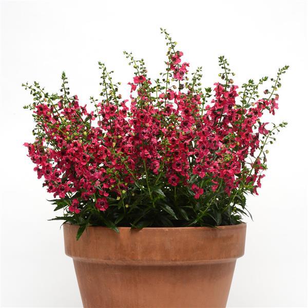 PLANT NAME Container