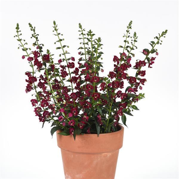 PLANT NAME Container