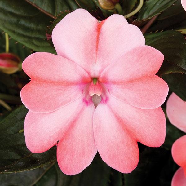 PLANT NAME Bloom