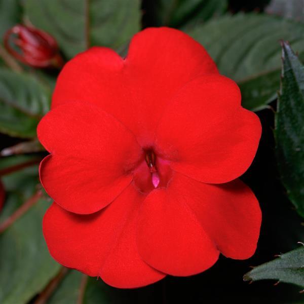 PLANT NAME Bloom