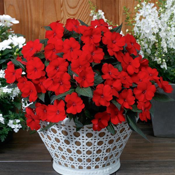 PLANT NAME Container