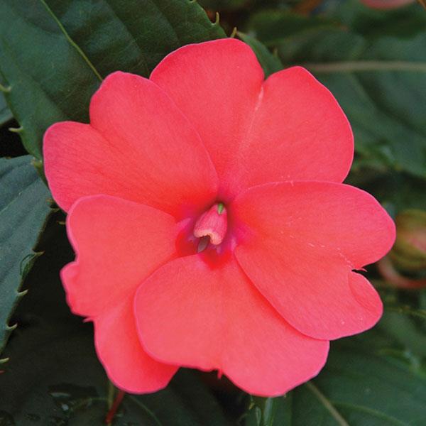 PLANT NAME Bloom
