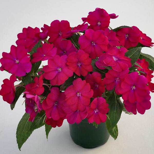 PLANT NAME Container
