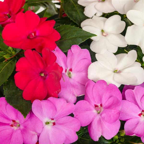 PLANT NAME Bloom