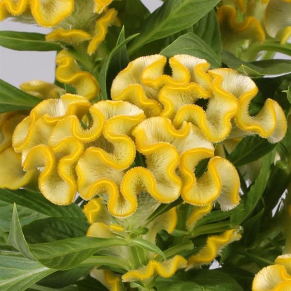 PLANT NAME Bloom