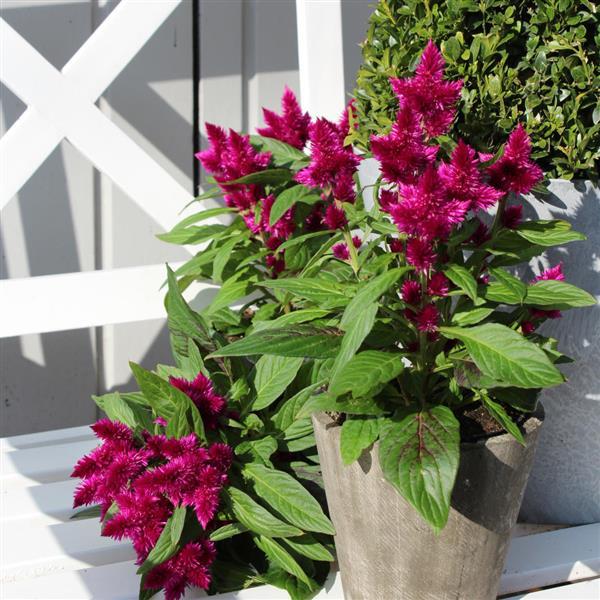 PLANT NAME Container