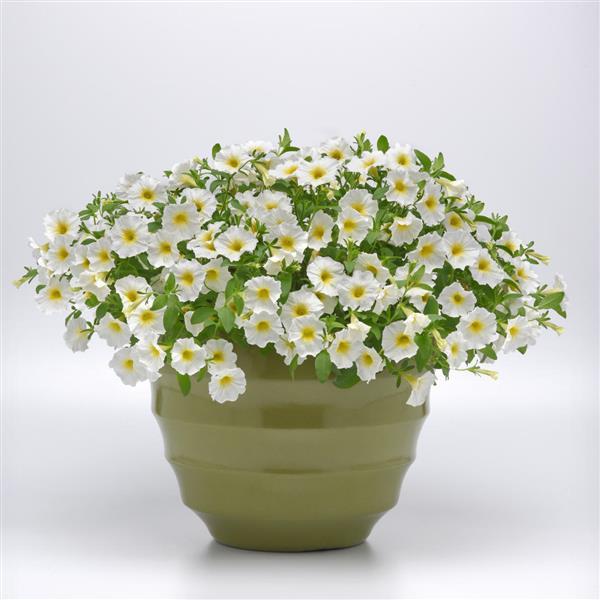 PLANT NAME Container