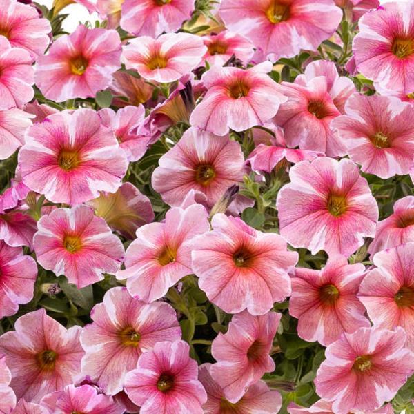 PLANT NAME Bloom