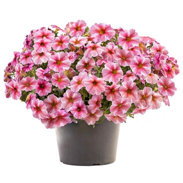 PLANT NAME Container