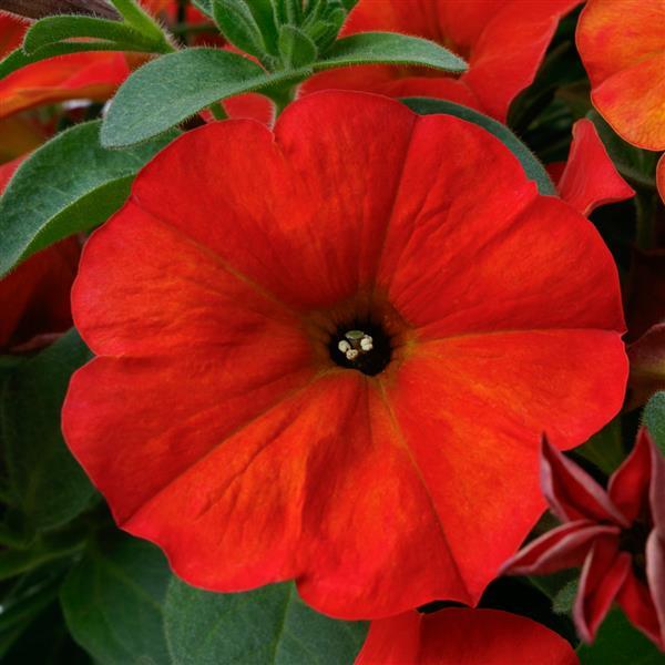 PLANT NAME Bloom