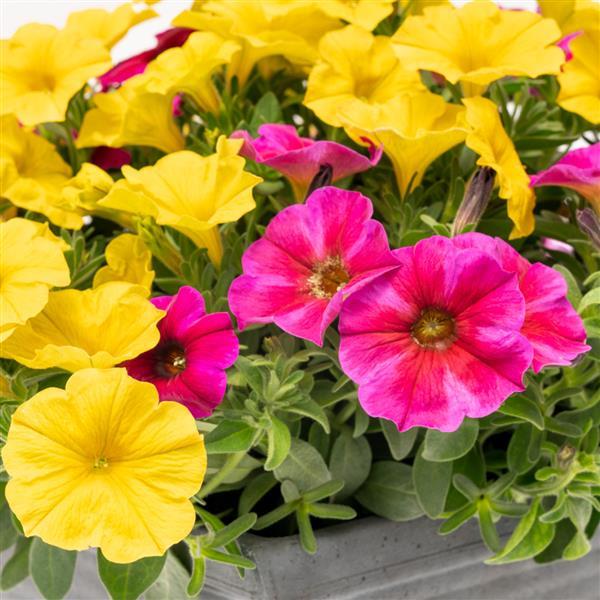 PLANT NAME Bloom