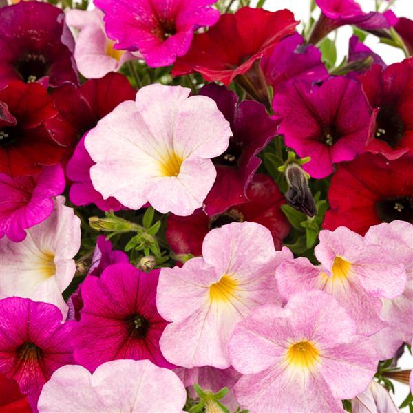 PLANT NAME Bloom
