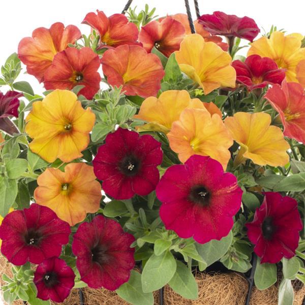 PLANT NAME Bloom