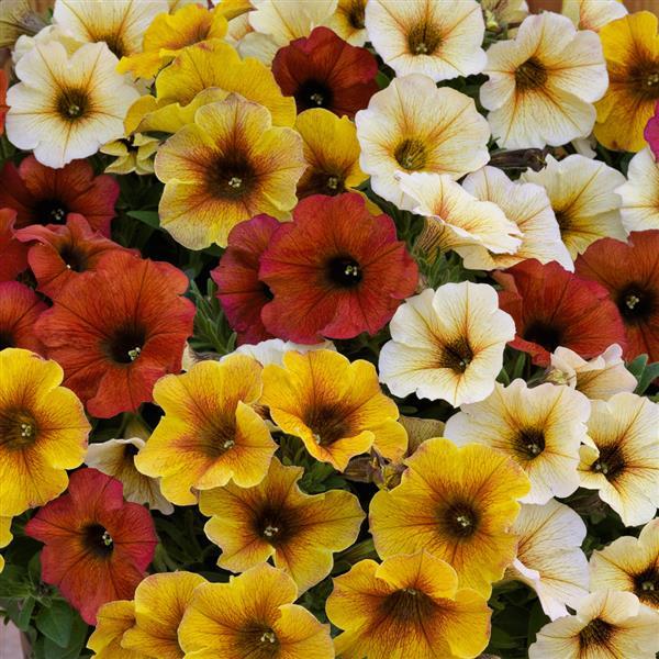 PLANT NAME Bloom