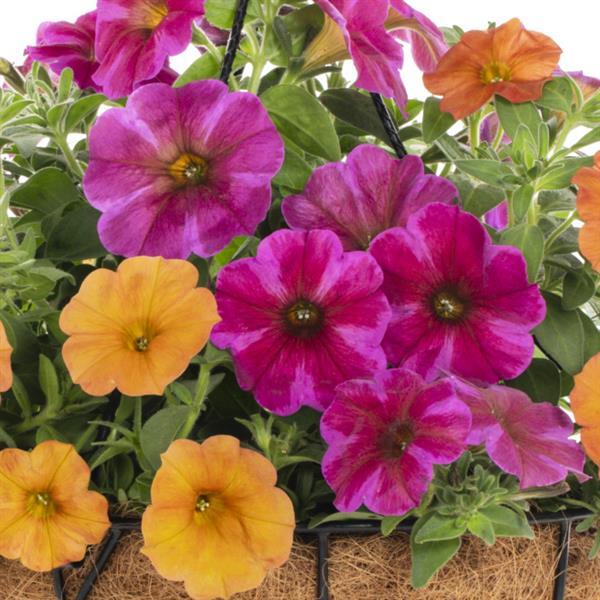 PLANT NAME Bloom