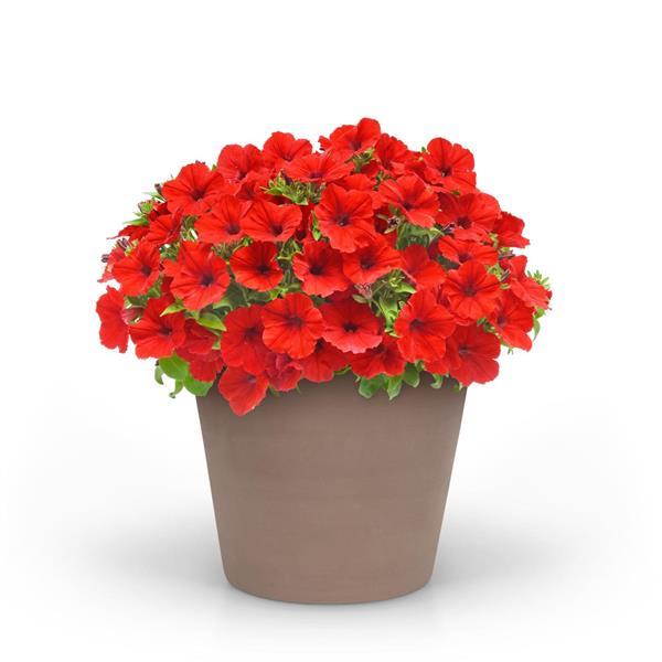 PLANT NAME Container