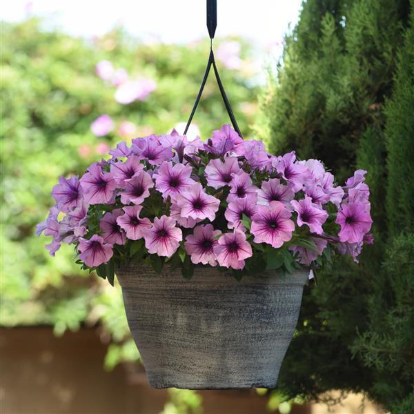 PLANT NAME Basket