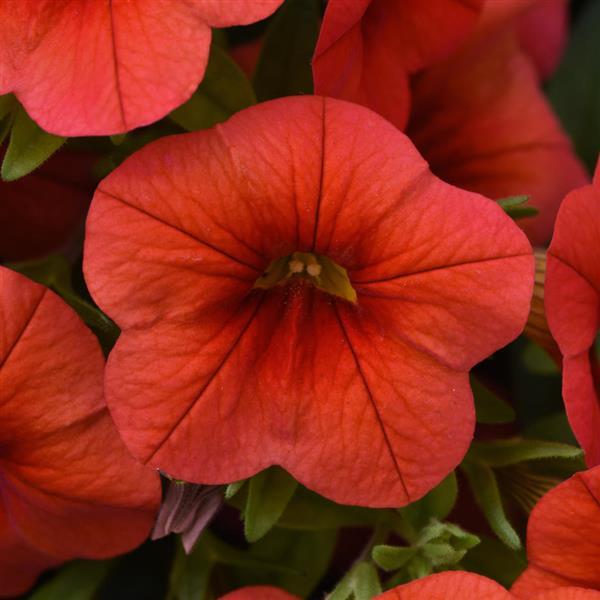 PLANT NAME Bloom