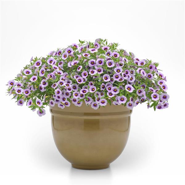PLANT NAME Container