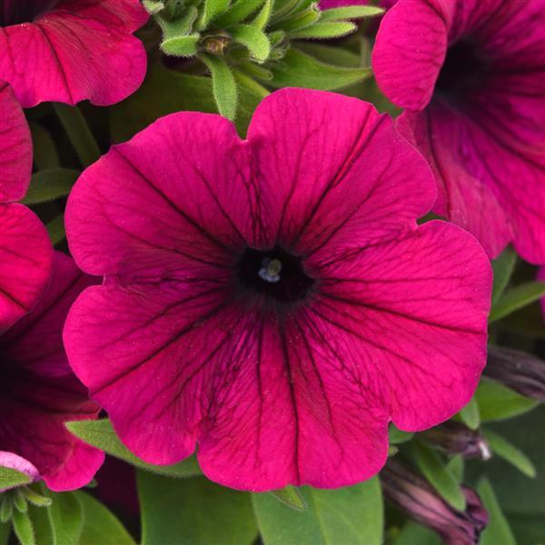 PLANT NAME Bloom