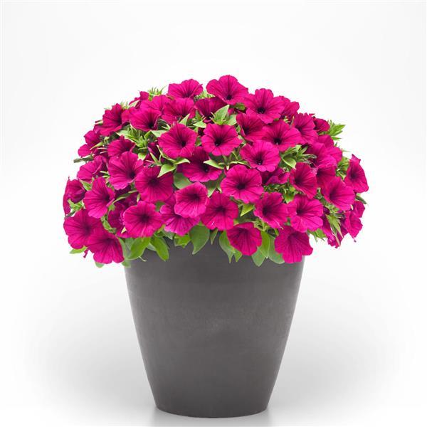 PLANT NAME Container