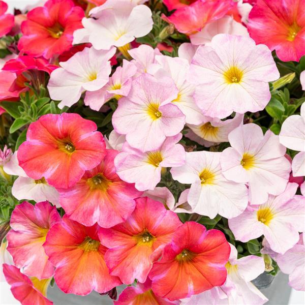 PLANT NAME Bloom