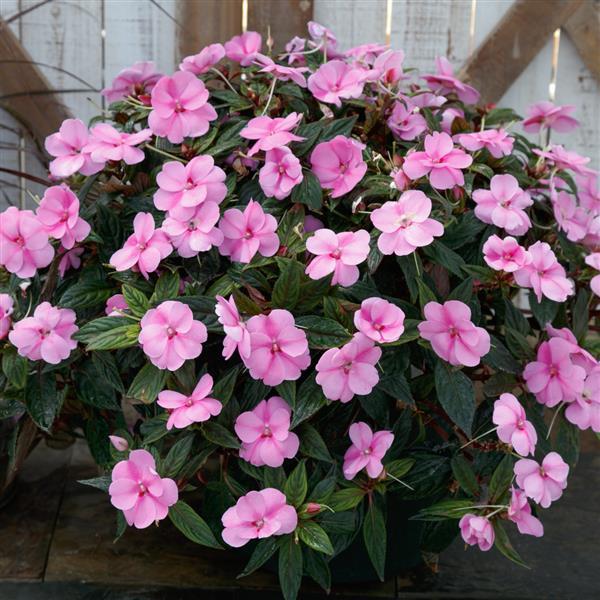 PLANT NAME Container