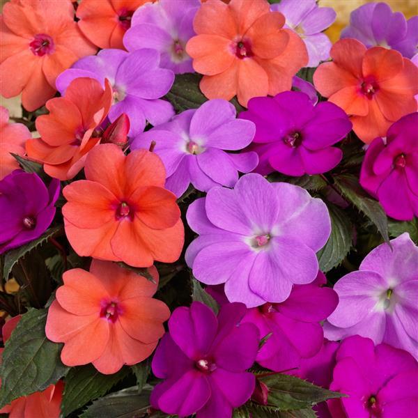 PLANT NAME Bloom