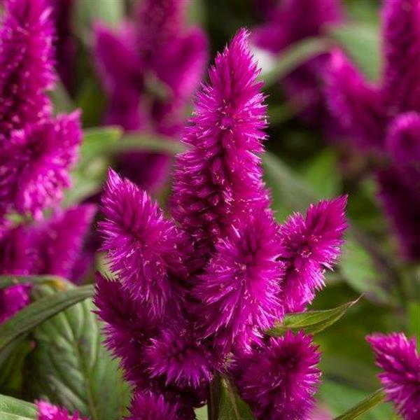 PLANT NAME Bloom