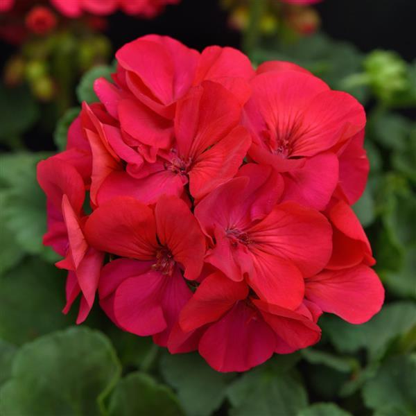 PLANT NAME Bloom